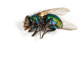 Blue Bottle Fly - Tony Paine<br>CAPA 2017 Fall Print Competition - Points: 22