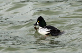 Goldeneye and Crab <br> Willie Harvie<br>Celebration of Nature 2017