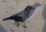 Zosia Miller<br>Friendly Crow