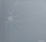 Nancy Oliver<br> Spider Web