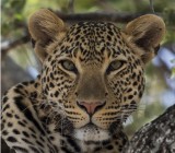 Gerry Breckon<br>2018 Feb. Evening Favourites<br>Theme: Wildlife<br>Leopard In Tree -Tied 1st