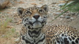  Barb Peters<br>2018 Feb. Evening Favourites<br>Theme: Wildlife<br>2018 Feb EF Wildlife<br>Momma Jag<br>3rd