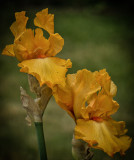 Racine Erland<br>Golden Iris