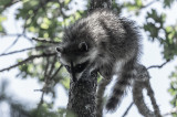 Lois DeEll<br>Tree Raccoon