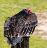 Jan Heerwagen<br>Turkey Vulture Portrait