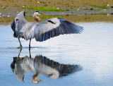 Jan Heerwagen <br> Beautiful Wings #2