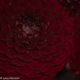 Lana Hiscock<br>7 Flower