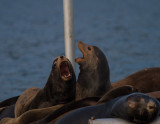 Carl Erland <br> Deck the Halls with Balls of Herring.... <br>Part of the festivities, Sea Lion Choir