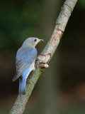 Eastern Bluebird w-meal f Orig1wk1_MG_5627.jpg