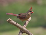 Cardinal f 1 Origwk_MG_8485.jpg