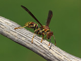 Wasp 1 Origwk1_MG_0613.jpg