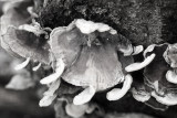 Fungi 1 Origwkbw1_MG_2381.jpg