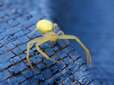 Yellow Crab Spider 1 Origwk1_MG_2320.jpg