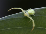 Yellow Crab Spider 2 Origwk1_MG_2331.jpg