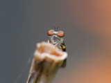 Robberfly Holcocephala abdominalis 1 Origwk1_MG_2557.jpg
