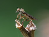 Robberfly Holcocephala abdominalis 2 Origwk1_MG_2577.jpg