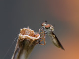 Robberfly Holcocephala abdominalis 3 Orig_MG_2554.jpg