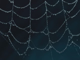 Spider_Web_Drops_1_Origwk_MG_3707.jpg
