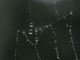 Spider_Web_Drops_5_Origwk_MG_3578.jpg