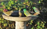 Two pairs of Grass Parrots enjoying a late afternoon drink.