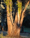 The sun was coming over the hill, I turned around and it was like a spotlight on this Red Box Eucalypt.