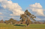 Benalla sheep and cattle country.