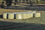 Silage for the cattle.