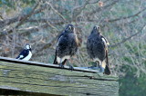 Tweedledum and Tweedledee - Last seasons Magpie babies plus female Mudlark waiting to be fed their evening meal.
