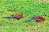 Crimson Rosellas - through the window.