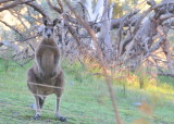Young male kangaroo.