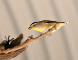 Striated Pardalote feeding its young, looks like tiny spiders/insects in its beak.