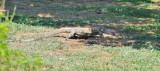 Goanna or Lace Monitor in our yard - the only lizard with a forked tongue.
