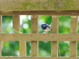 Male Superb Blue Wren 