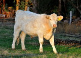 Charolais steer in morning light.