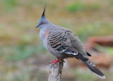 This Crested Pigeon sat still enough for me to get the camera and get this shot through the window.