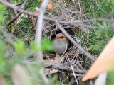 Blue Wren nest, they can raise 3 clutches of eggs, only the female sits, and the rest of the group feed the older youngsters.  