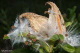 Milkweed03