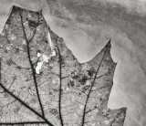 La feuille dans la glace