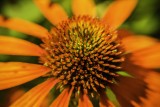 2017-08-16 Orange - Home.jpg