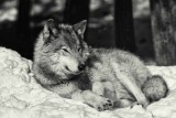 2018-03-20 Au repos - Parc Omega APVR.jpg