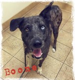 Boone*