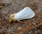 Ghost Moth (male)