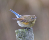 Red-flanked Bluetail