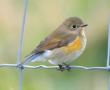 Red-flanked Bluetail 