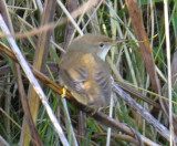 Reed Warbler 