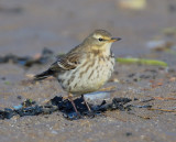 Water Pipit