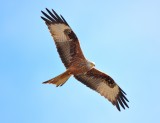 Red Kite 