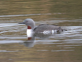 Red-throated Diver