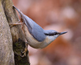 Nuthatch