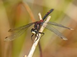 White-faced Darter 